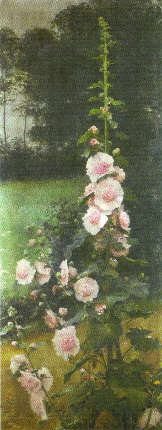 Malvarose